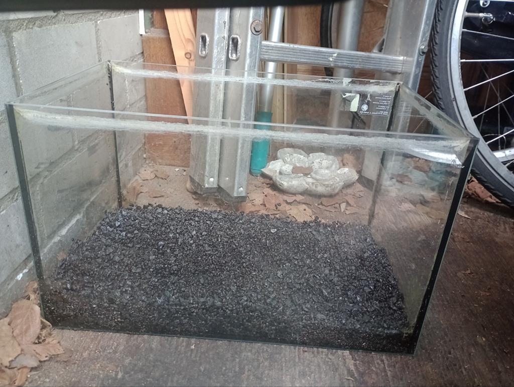 Aquarium bak 40 cm gratis ophalen, Vis