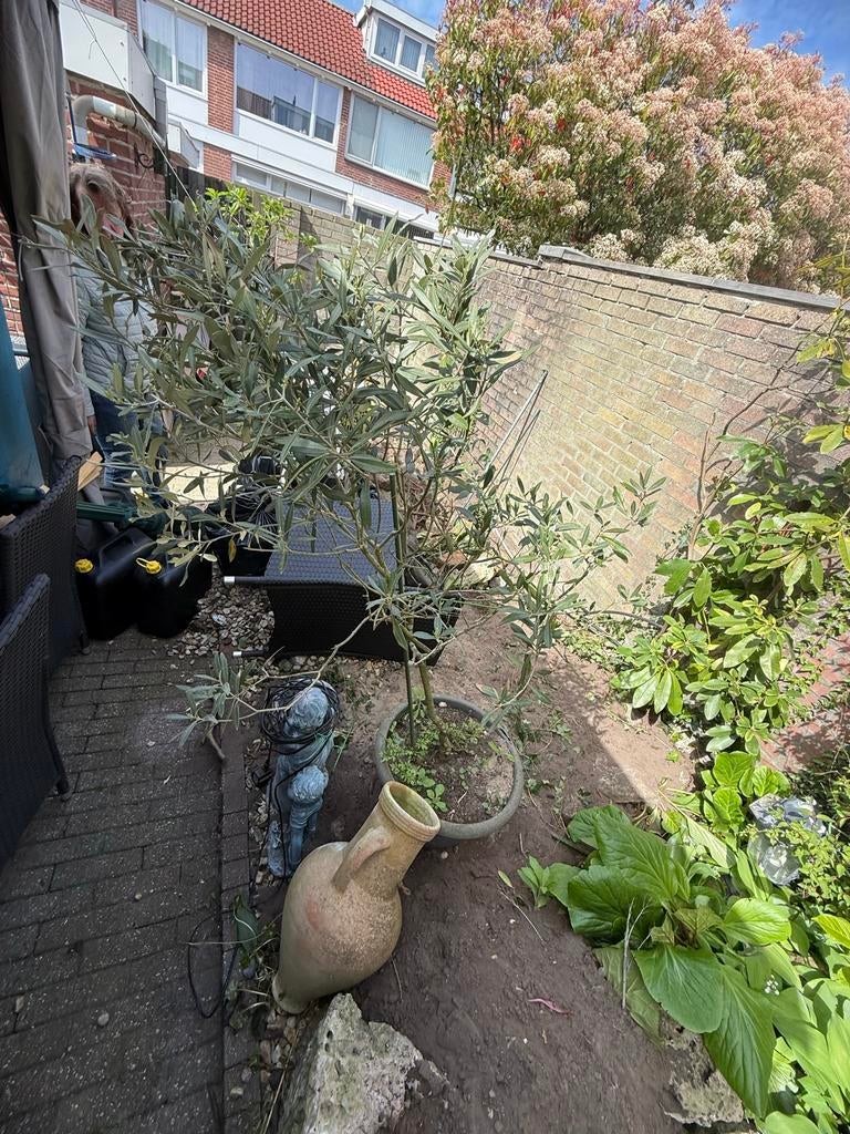Olijfboom, Volle zon, Vaste plant, Lente, Ophalen