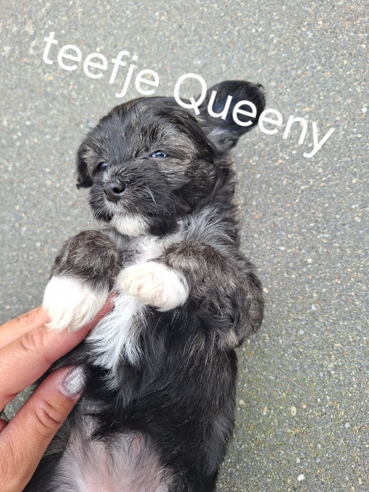 Chinese naakthond x Chihuahua puppy’s., Dieren en Toebehoren, Honden | Niet-rashonden, 8 tot 15 weken, Meerdere, Meerdere dieren