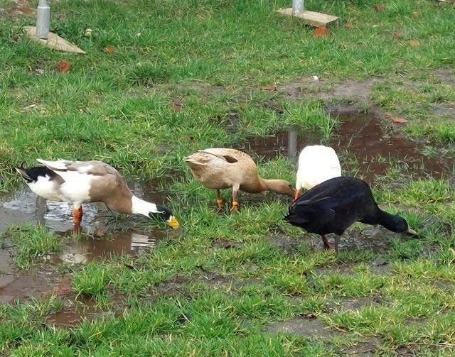 Broedeieren Indische loopeend, Dieren en Toebehoren, Pluimvee | Toebehoren, Ophalen of Verzenden, Nieuw, Overige typen