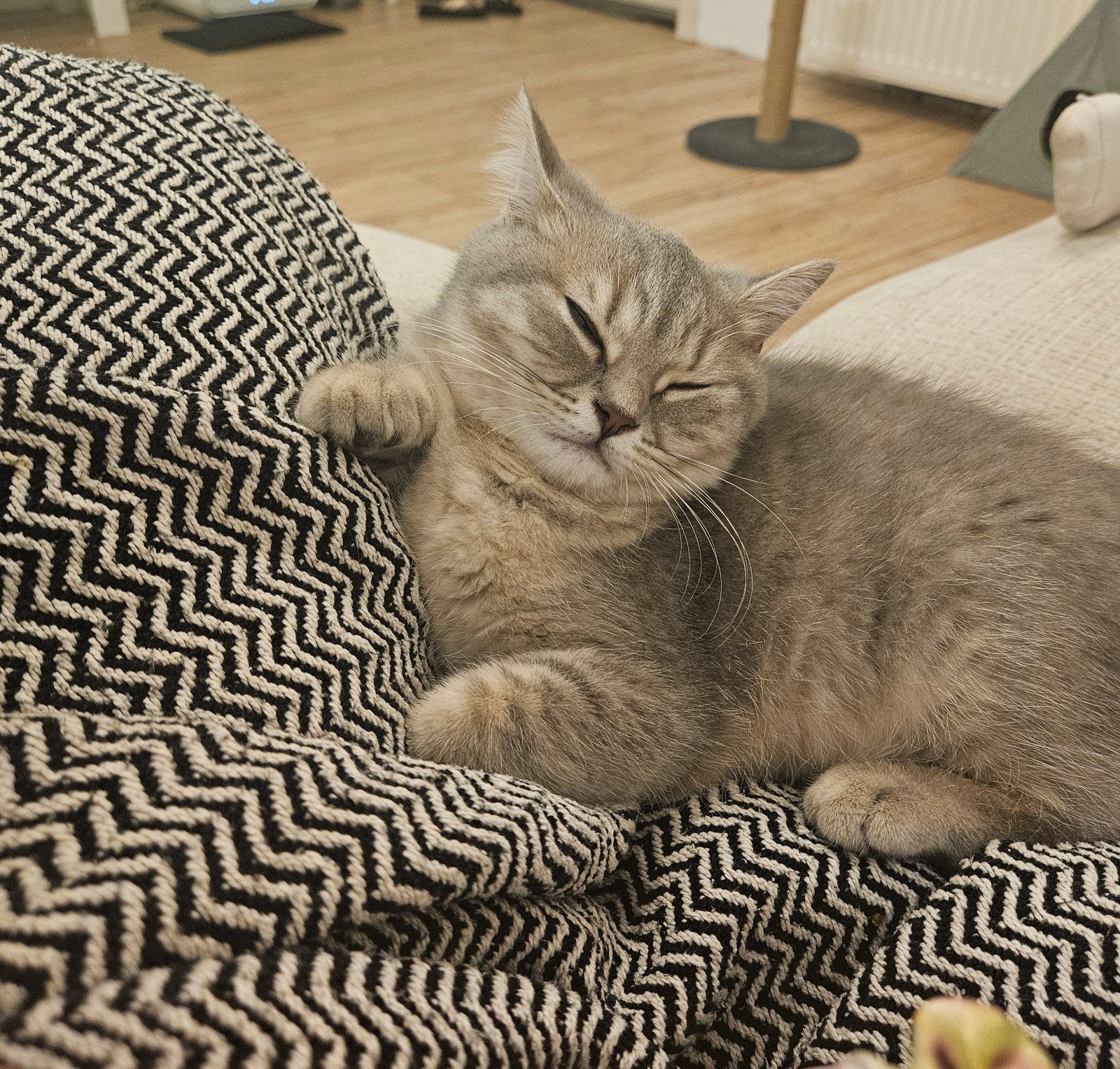 britse korthaar kittens