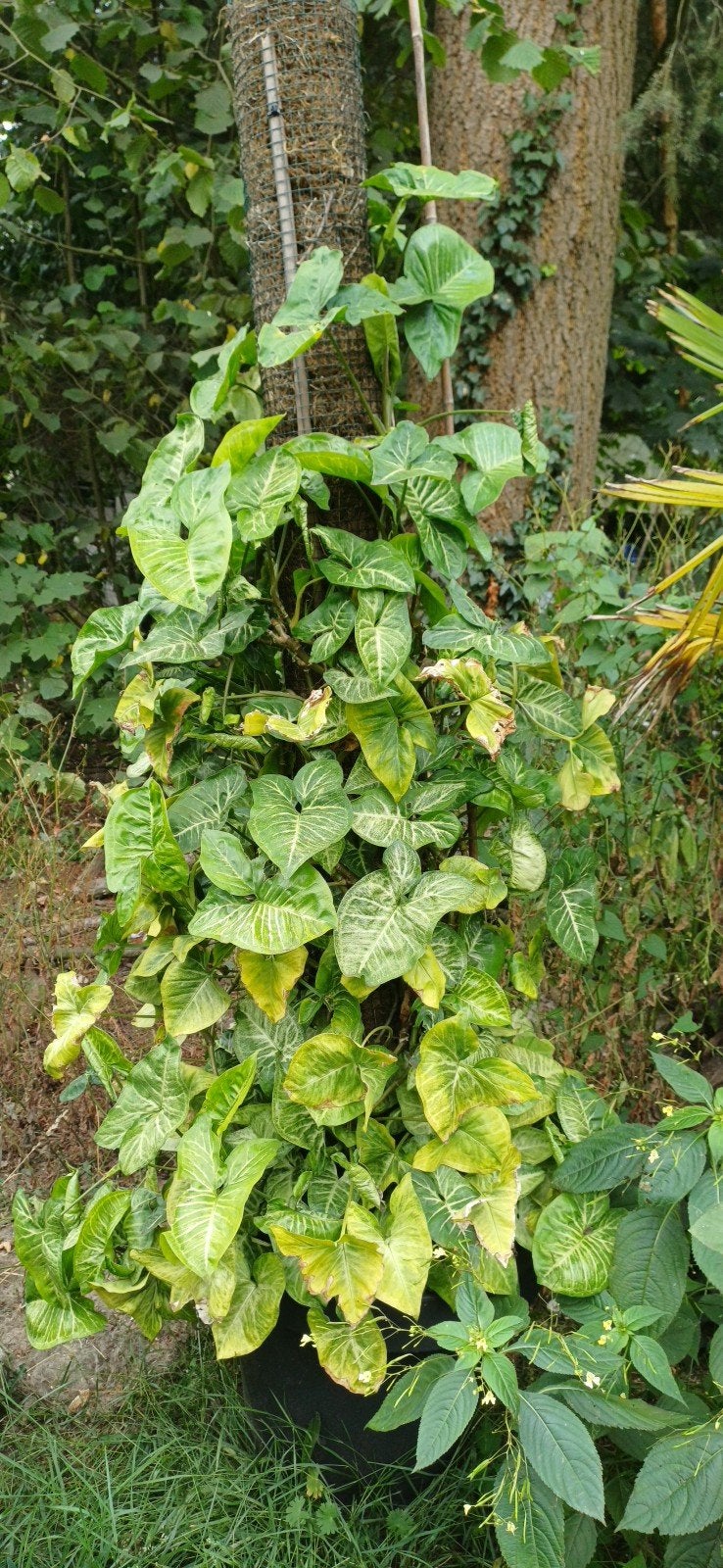 Te koop grote syngonium, Ophalen, Overige soorten, Halfschaduw, In pot
