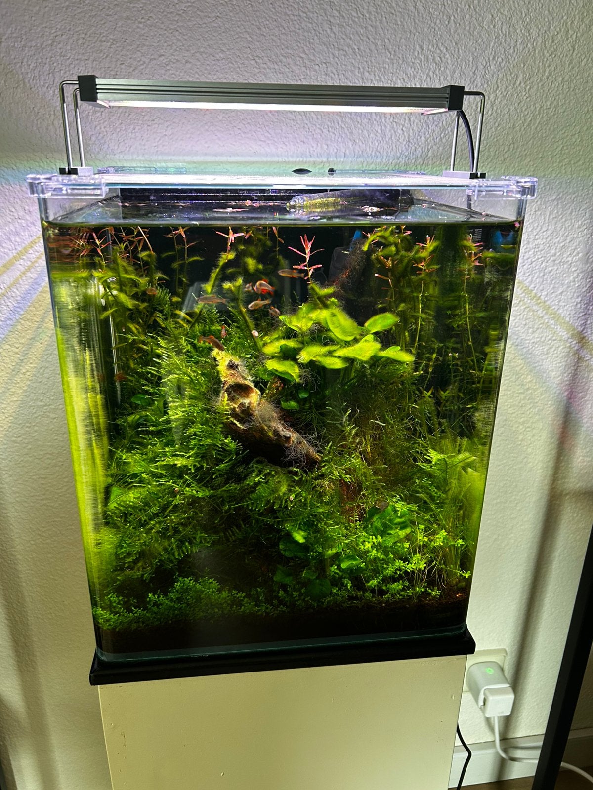 Dennerle 30 liter Nanocube aquascape incl vissen en garnalen, Dieren en Toebehoren, Vissen | Aquaria en Toebehoren, Ophalen, Zo goed als nieuw