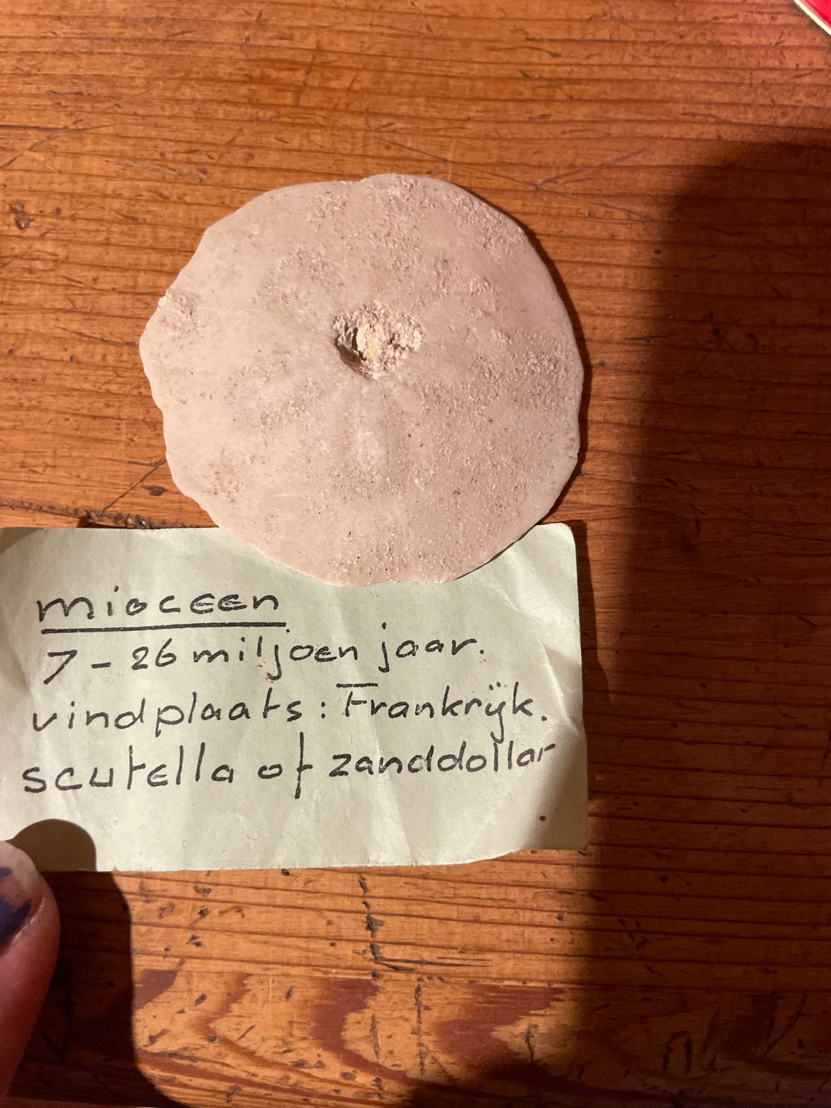 Mioceen zanddollar fossiel uit Frankrijk, Verzamelen, Mineralen en Fossielen, Fossiel, Ophalen