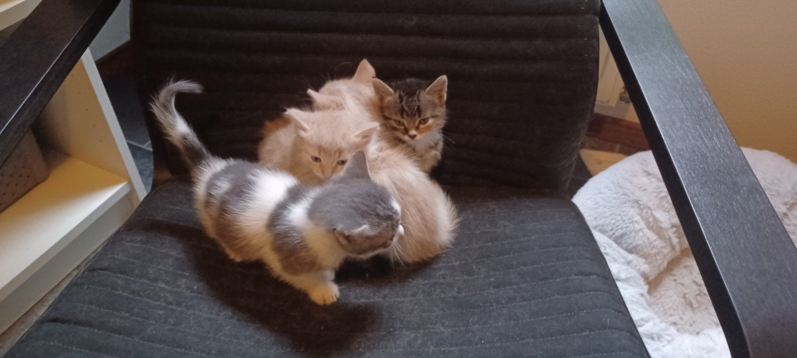 kittens, Meerdere dieren