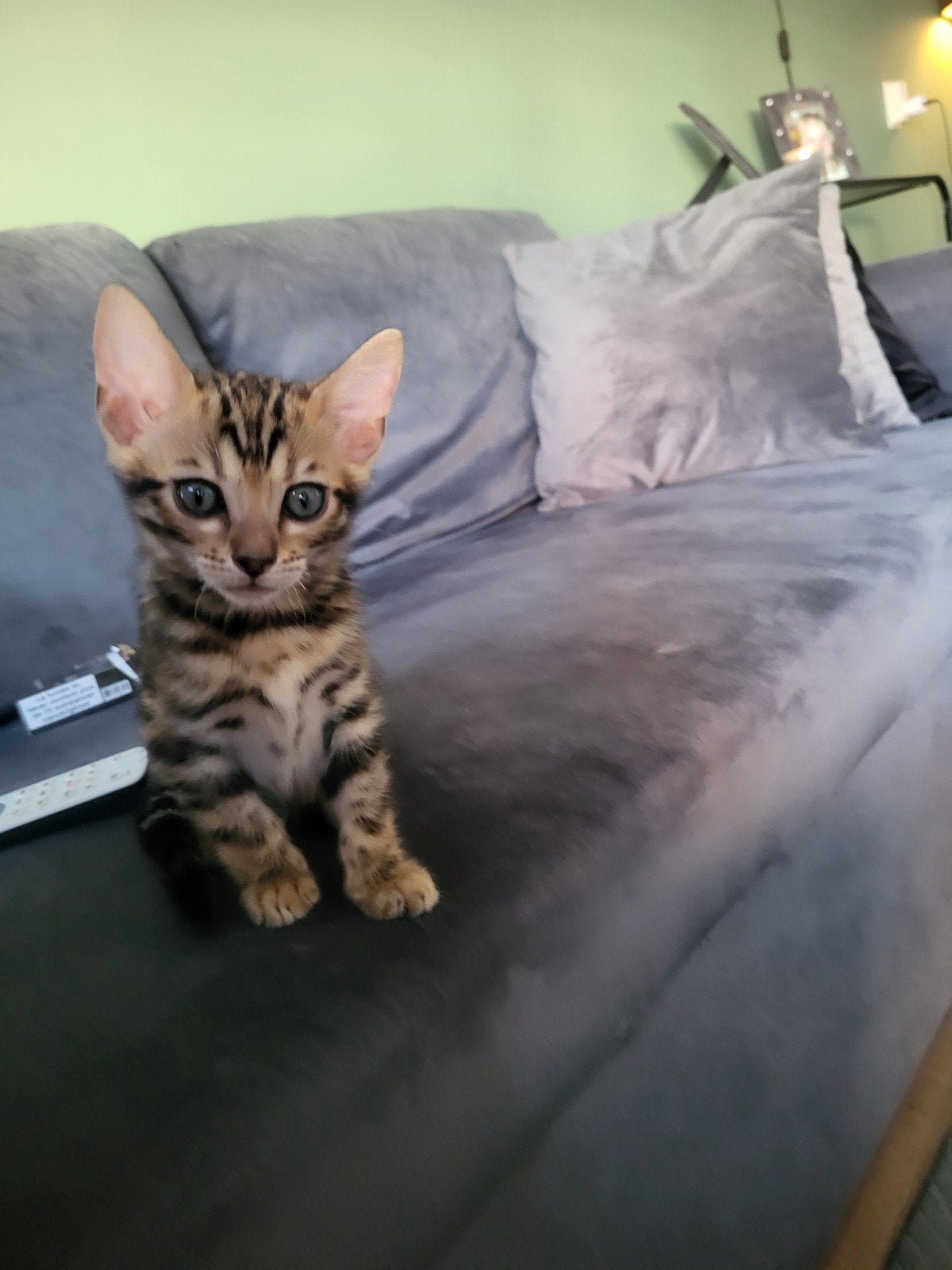 Bengaal kitten zonder stamboom, Poes