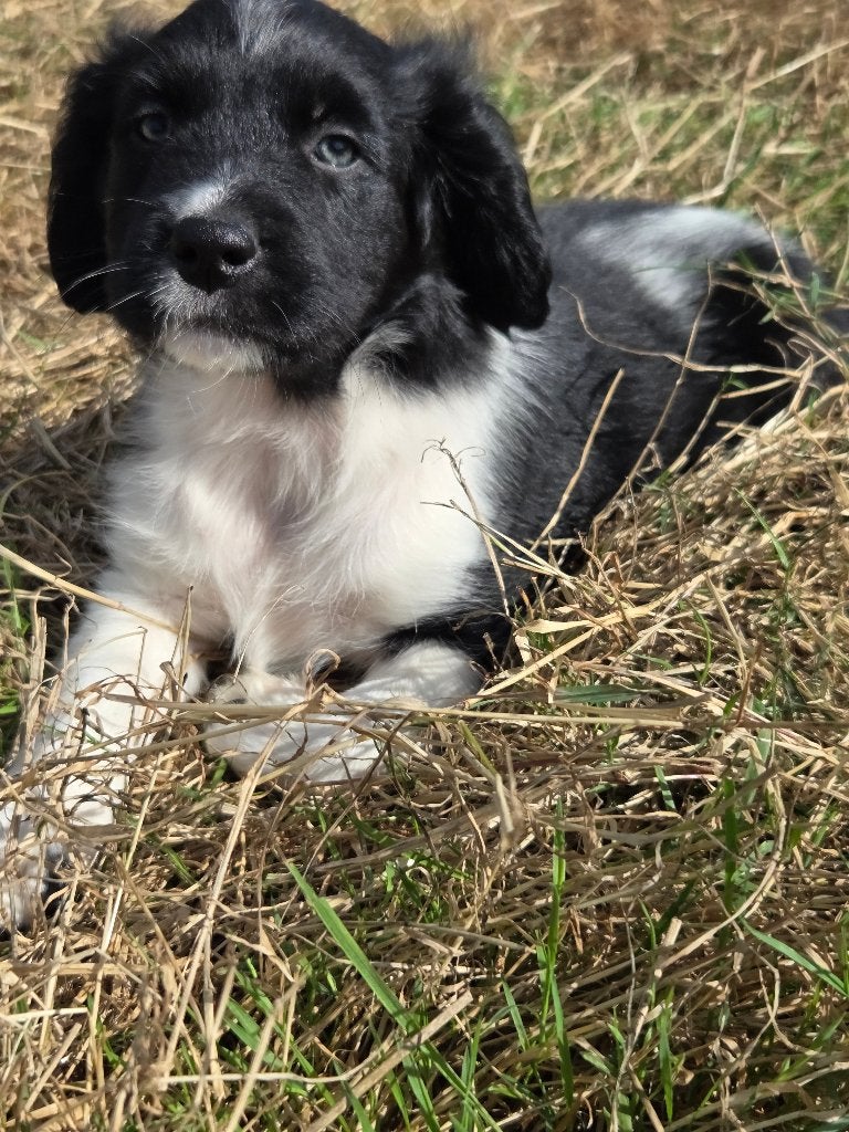 Friese Stabij/Border Collie X Friese Stabij pups(reutjes), Parvo, 8 tot 15 weken, Meerdere, Meerdere dieren