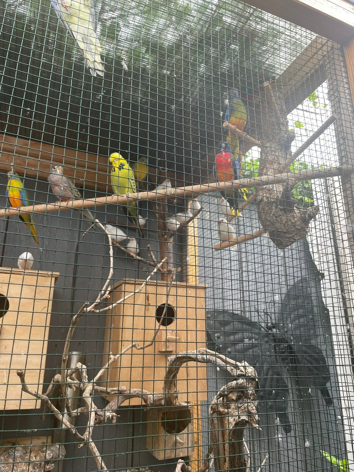 Jonge bourkes parkieten wildkleur, Kleurkanarie