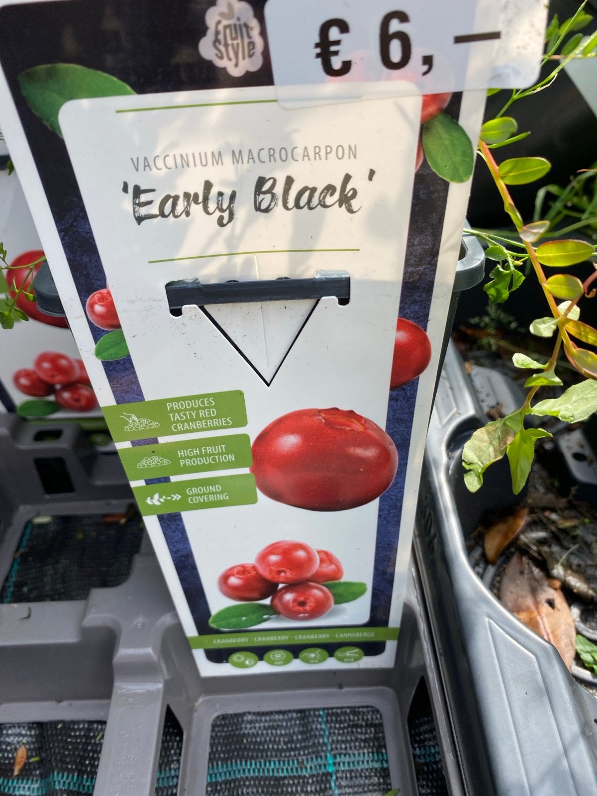 Cranberry 'Early Black' - Vaccinium macrocarpon, Ophalen, Volle zon, Vaste plant, Zomer