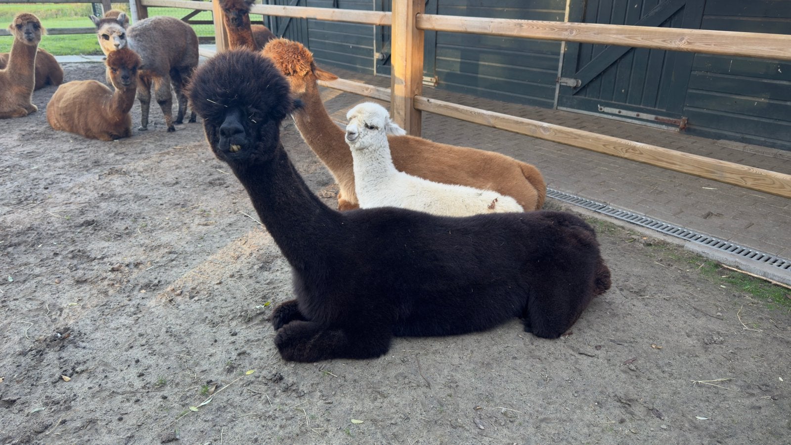 Lieve zwarte alpaca merrie te koop – Betty, Mei