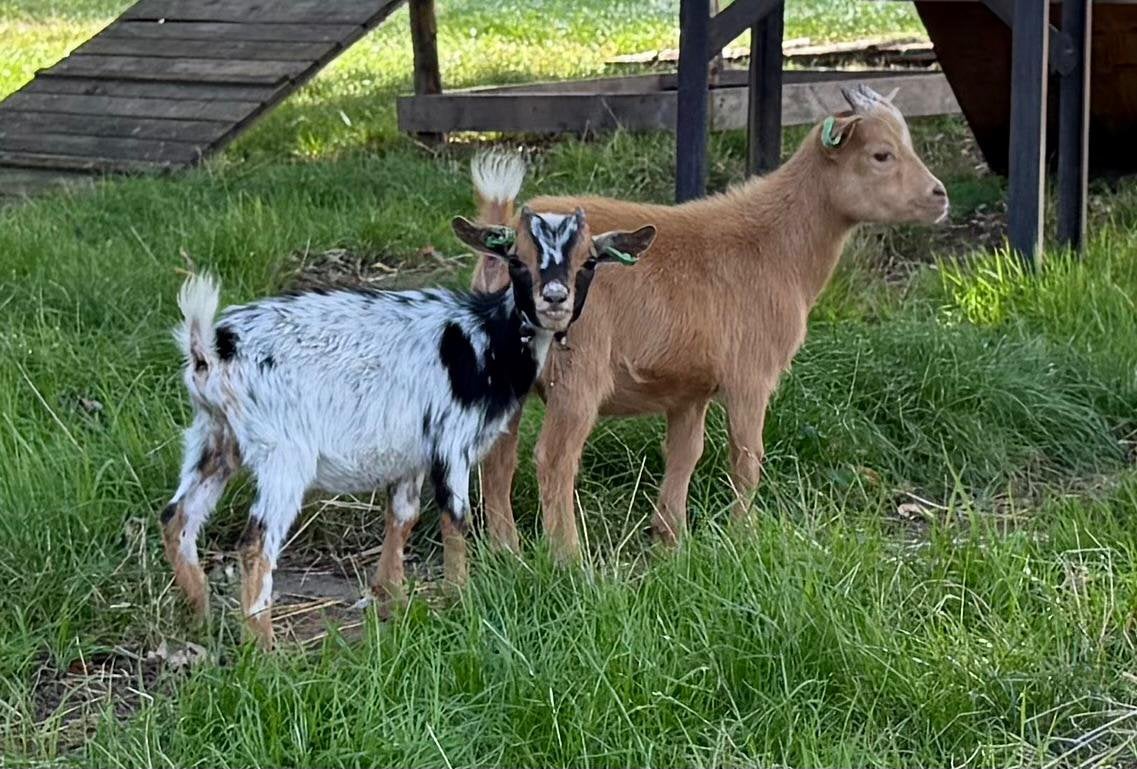 Cae cl vrije dwergbokjes, Mannelijk, Schaap