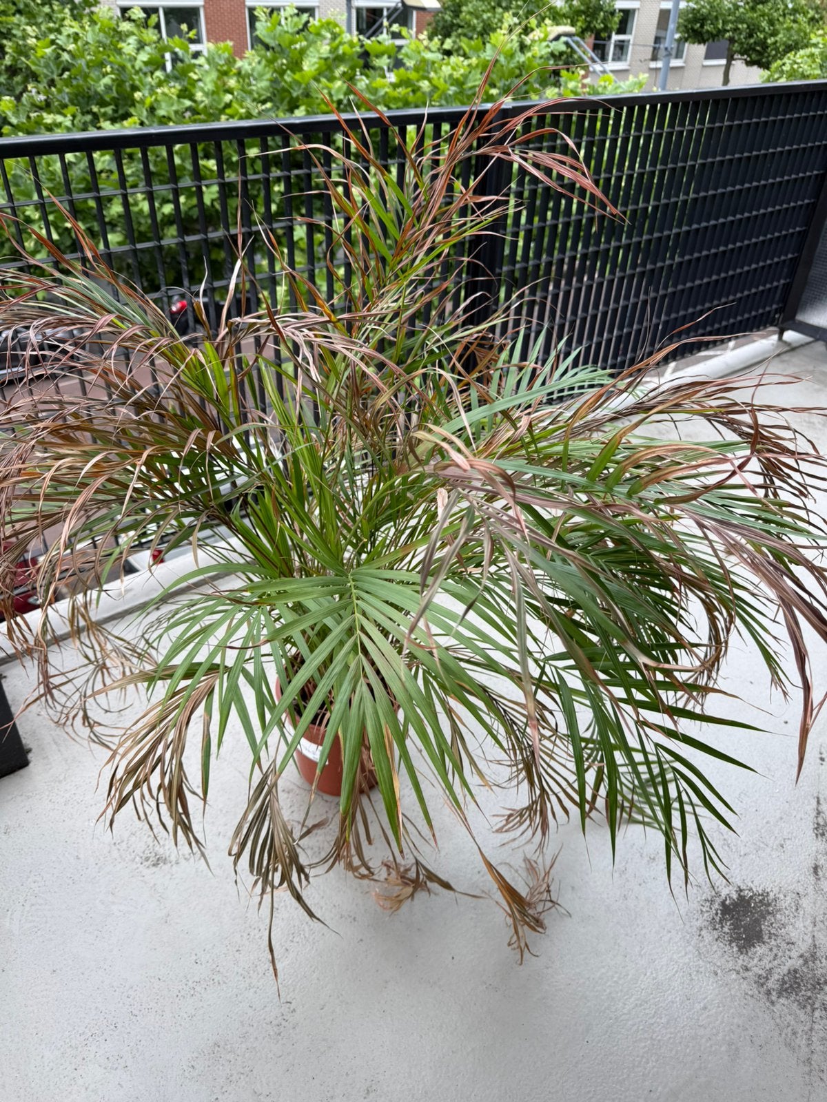 Kamerplant - palm ca 1 m, Ophalen, Bloeit niet, Overige soorten, Halfschaduw