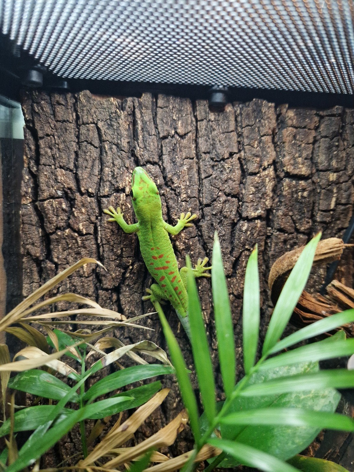Phelsuma grandis - Reuze Madagascar daggekko, Dieren en Toebehoren, Hagedis, 0 tot 2 jaar