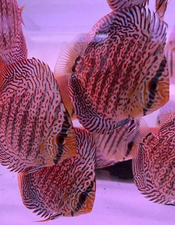 Discus Super Pantera Leopard -ca 8 cm - Koidream Valburg, Vis, Zoetwatervis
