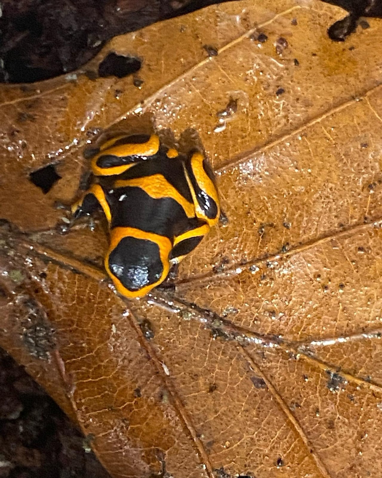 Verschillende soorten gifkikkers Frog photo 6
