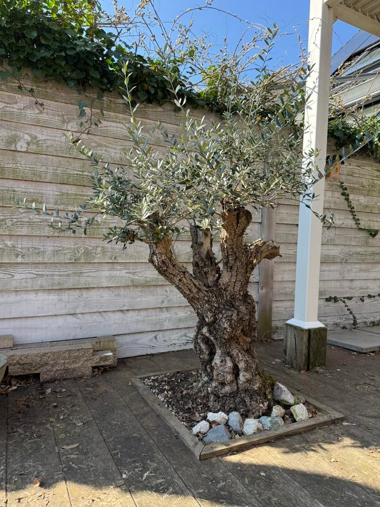 Prachtige olijfboom dikke stam 175 cm hoog, Bloeit niet, 100 tot 250 cm, Olijfboom, Ophalen