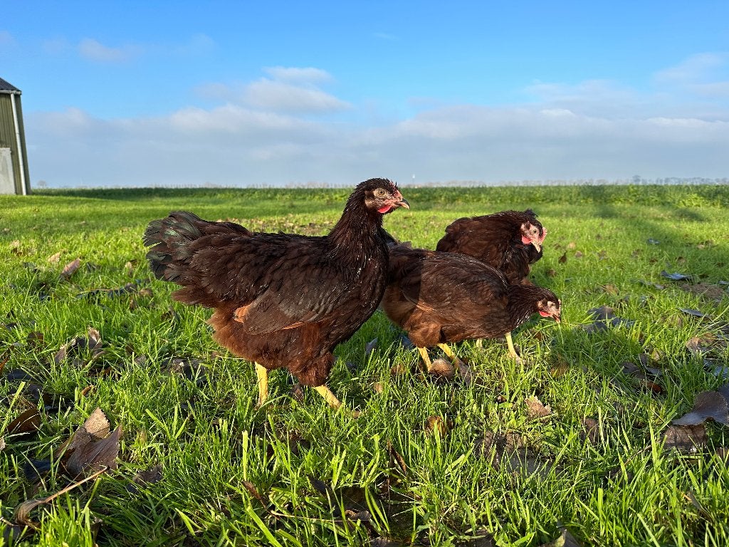 Jonge tamme Rhode Island Red kippen gesekst & ingeënt, Vrouwelijk, Kip