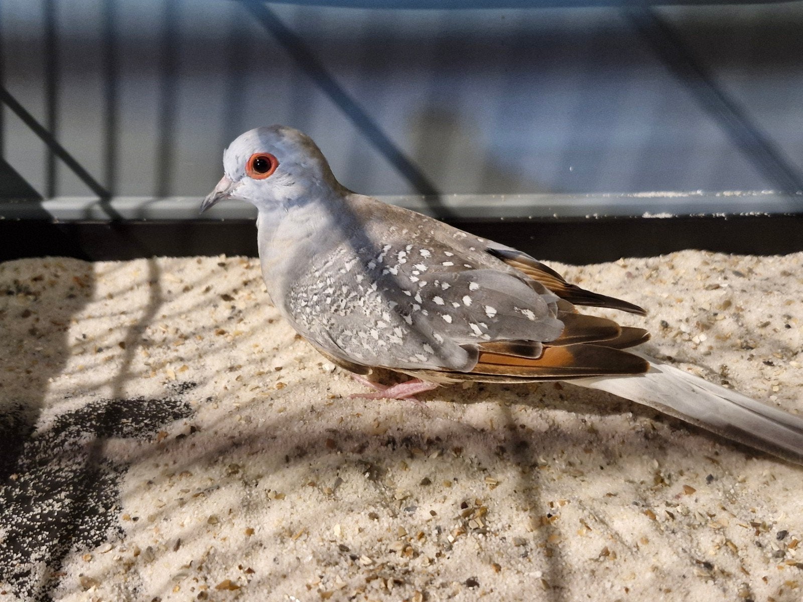 Diamantduifjes, Dieren en Toebehoren, Meerdere dieren, Overige soorten
