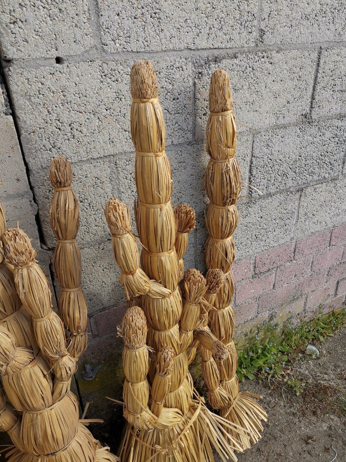 Cactussen van riet gemaakt, Ophalen