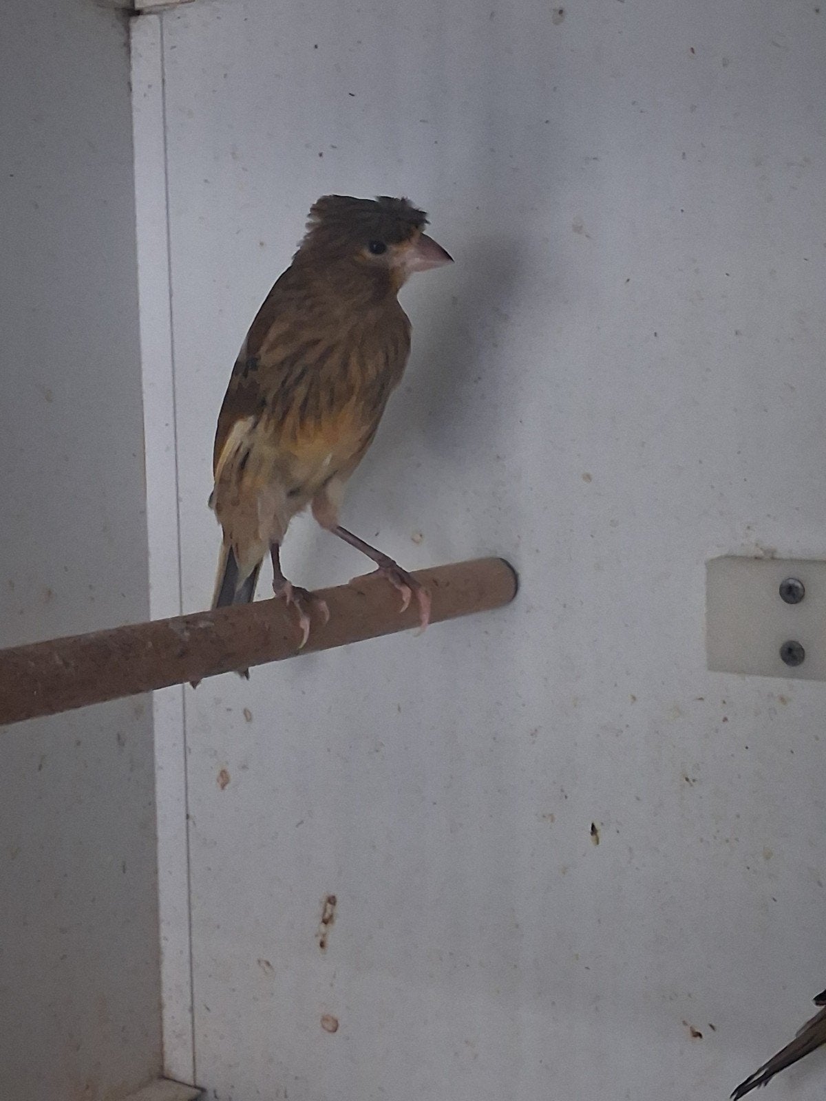 Harlekijn kanaries, Dieren en Toebehoren, Vogels | Kanaries, Meerdere dieren, Kleurkanarie