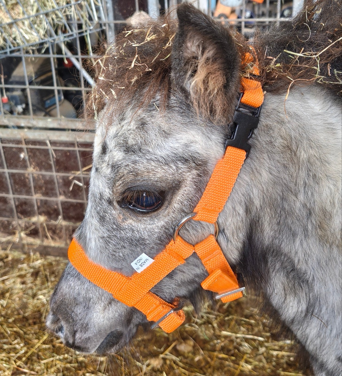Shetland veulens te koop. Appaloosa en bont, Merrie, 0 tot 2 jaar, A pony (tot 1.17m), Gechipt