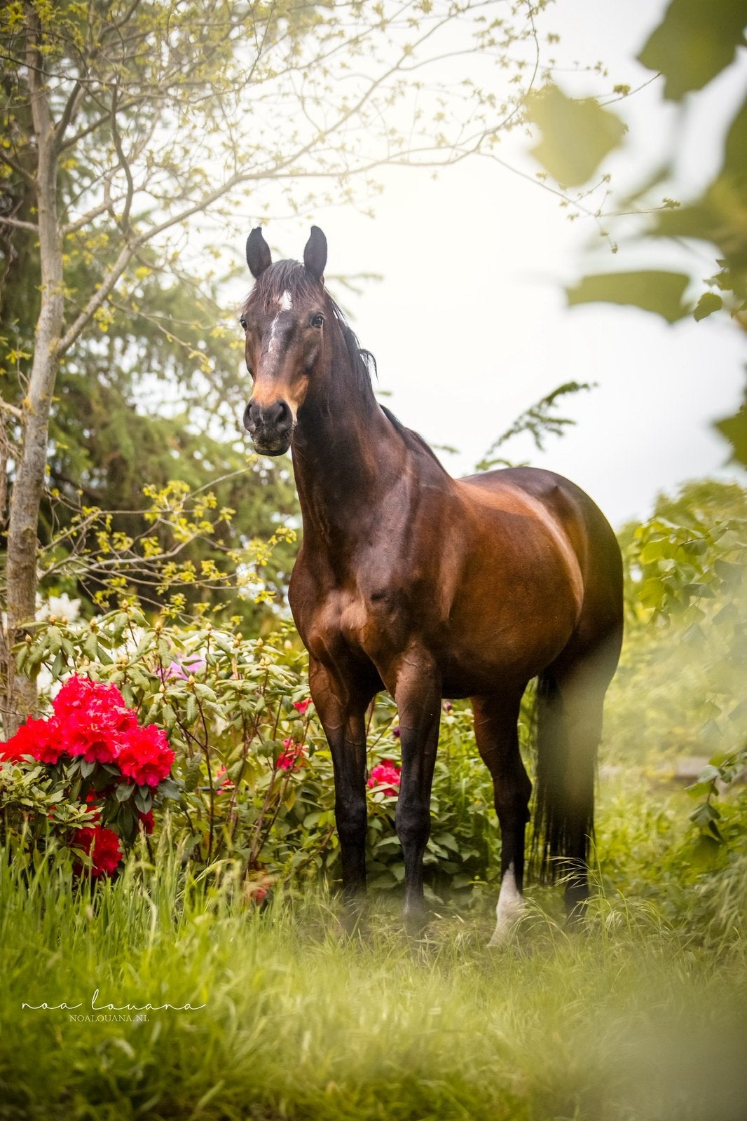Lieve fokmerrie/draagmerrie/recreatie paard/weidemaatje, Merrie, 160 tot 165 cm, 11 jaar of ouder, Recreatiepaard