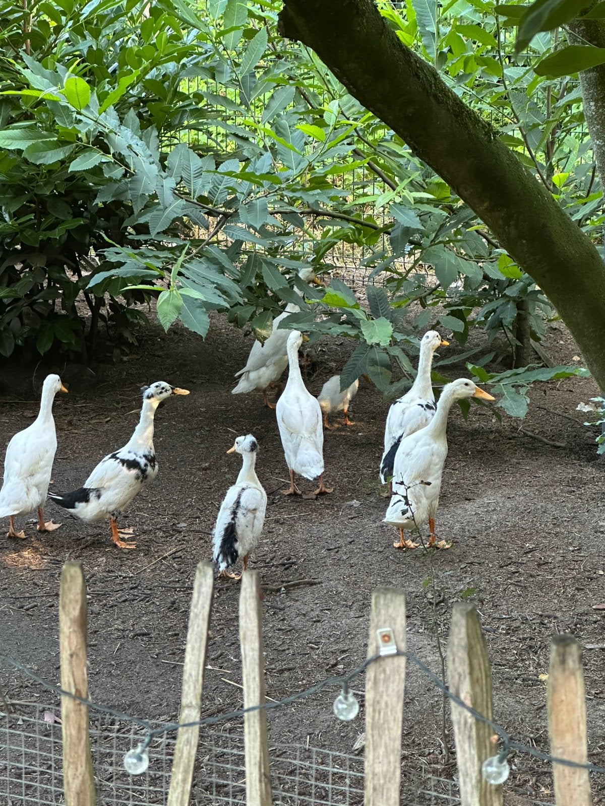 Loopeenden, Dieren en Toebehoren, Pluimvee, Meerdere dieren, Eend