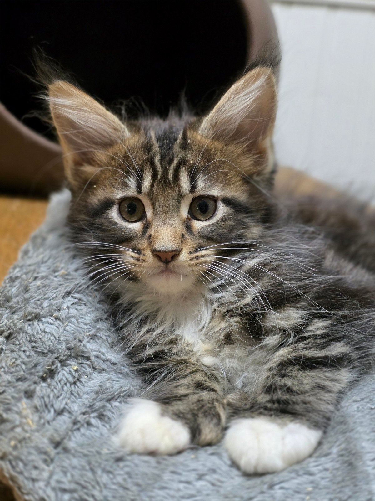 Schitterende Maine Coon kittens polydactyl, Meerdere dieren, Gechipt, 0 tot 2 jaar