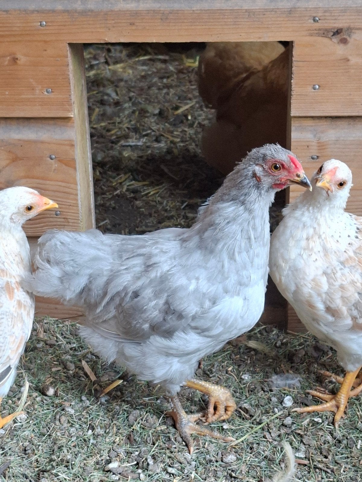 wyandotte kriel haan parelgrijs, Dieren en Toebehoren, Pluimvee, Mannelijk, Kip