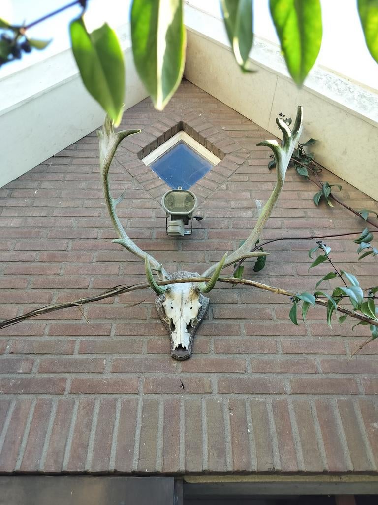 Edelherten gewei, Verzamelen, Dierenverzamelingen, Ophalen, Gebruikt, Hert, Gewei of Kop