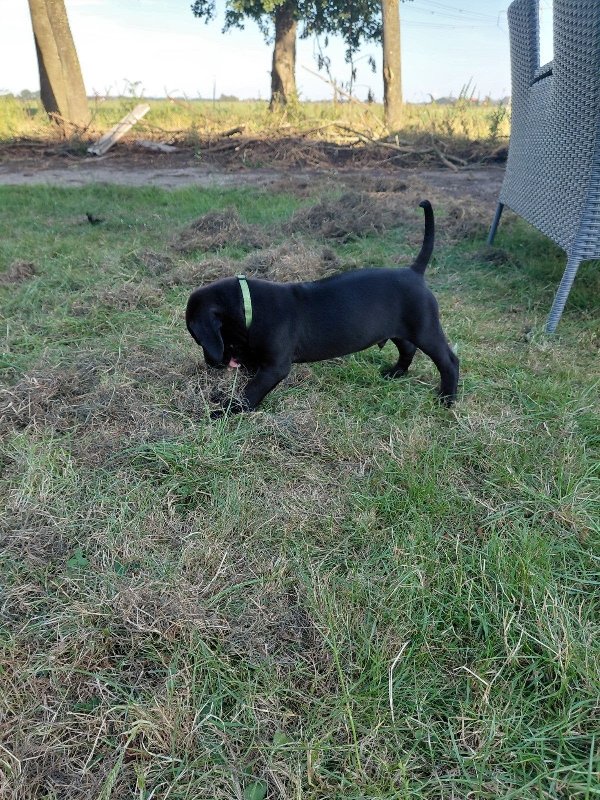 puppy's labrador x rhodesian ridgeback, Reu, 8 tot 15 weken, Labrador retriever, Meerdere