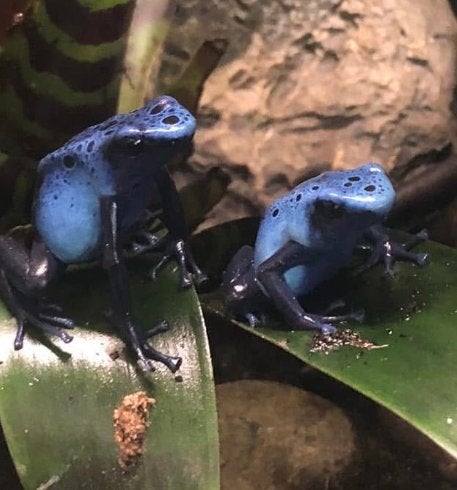 Koppel Dendrobates Azureus, Dieren en Toebehoren, Amfibie, 0 tot 2 jaar