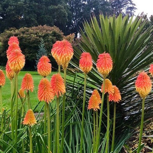 Vurige Fakkellelie - Kniphofia Uvaria, Ophalen of Verzenden, Gehele jaar, Volle zon, Zaad