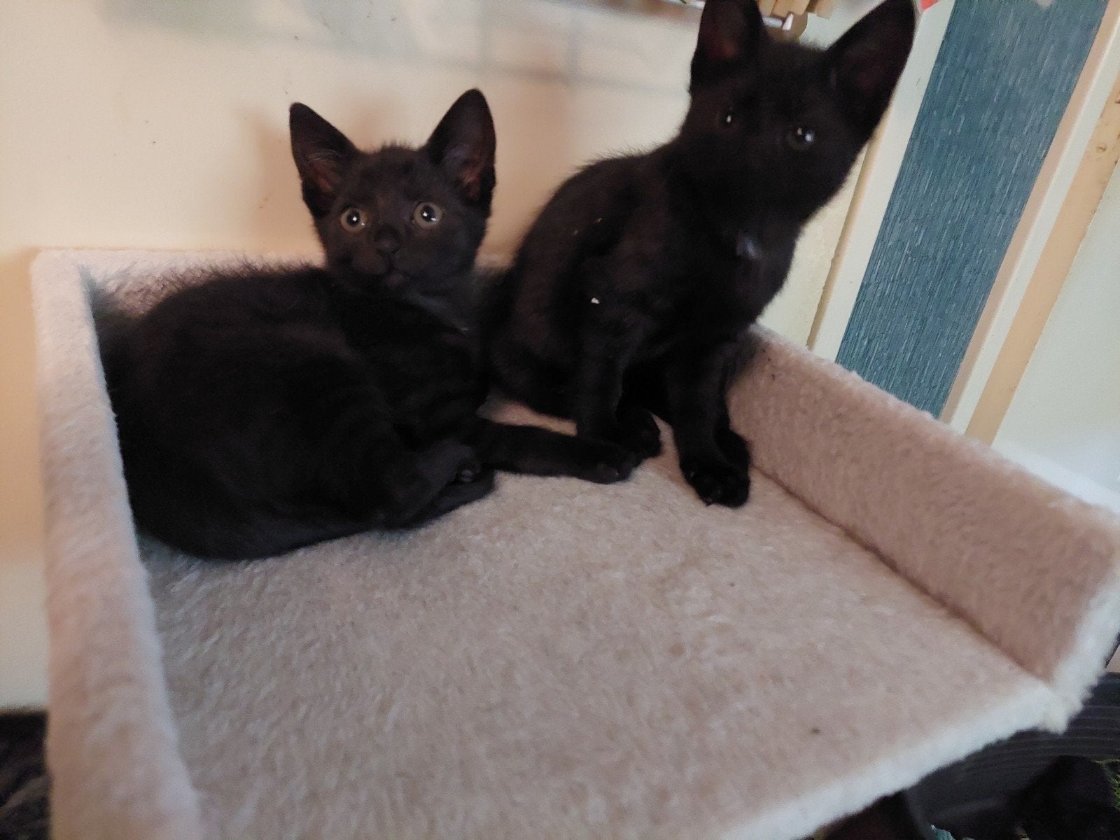 te koop 3 kittens