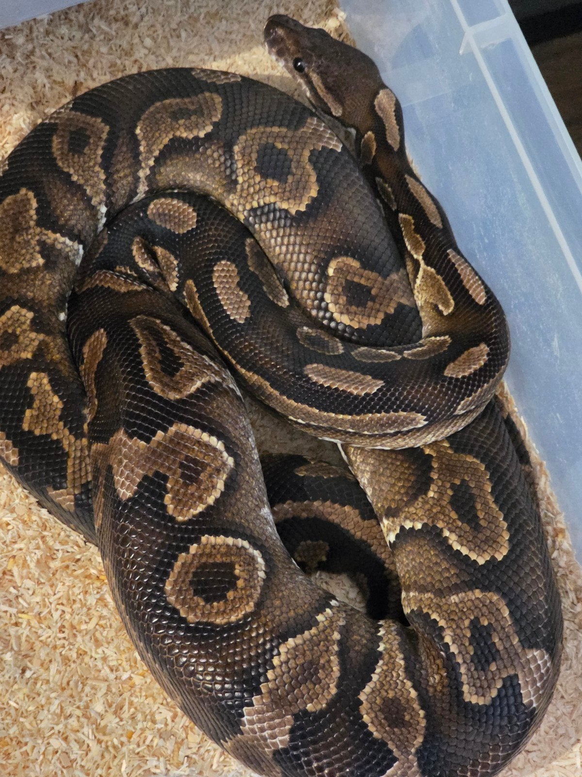 Koningspython- python regius- ballpython Ball Python - female for sale from MiSa
