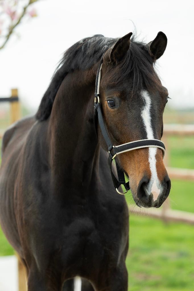 Dressuur paarden beleerd/onbeleerd, Met stamboom, Niet van toepassing, Dressuurpaard, 3 tot 6 jaar