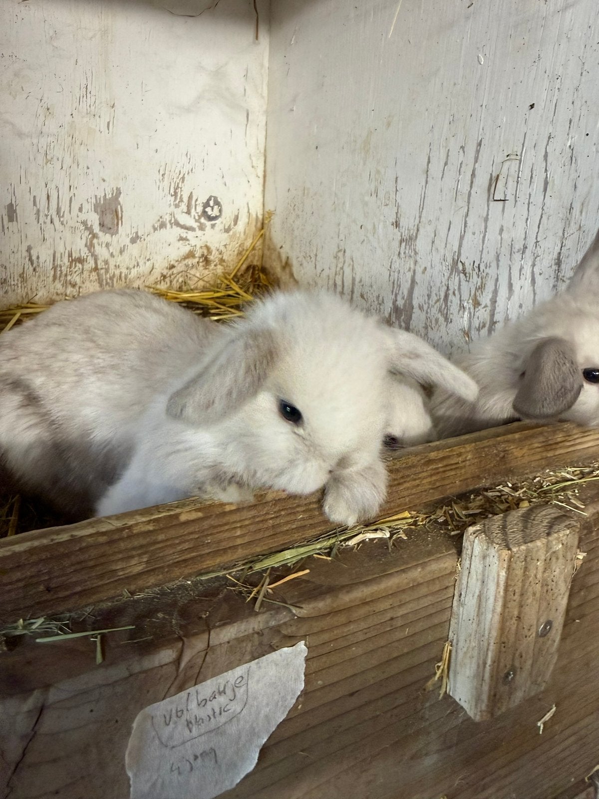 Nederlandse Hangoor Dwerg-Minilop, Dieren en Toebehoren, Meerdere dieren, Dwerg, Hangoor, 0 tot 2 jaar