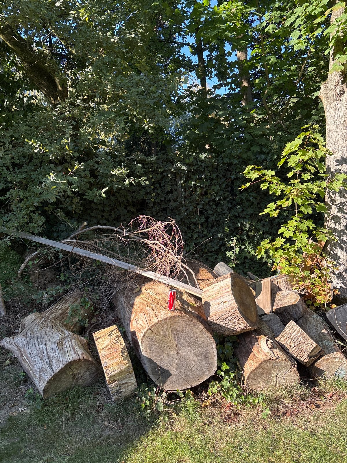 Grote boomstammen eikenhout, Tuin en Terras, Minder dan 3 m³, Ophalen, Overige houtsoorten, Stammen