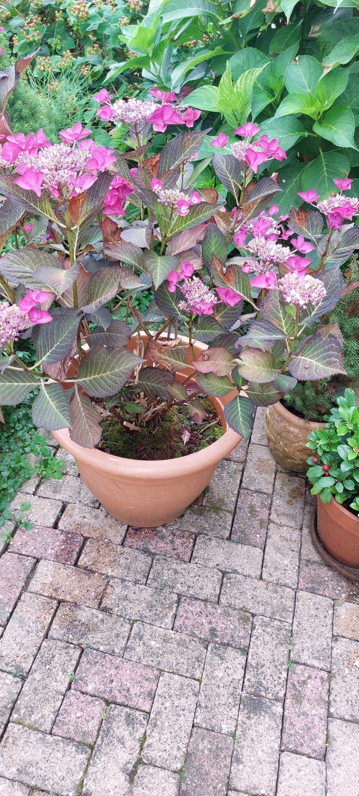 Bijzondere grote hortentia/ bloeiende vaste plant, Tuin en Terras, Planten | Tuinplanten, Ophalen, Overige soorten, Volle zon