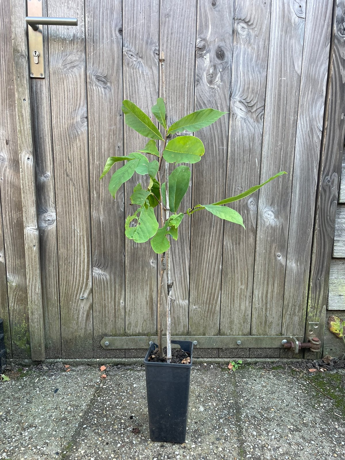 Paw paw /roomappel ‘sunflower’, Ophalen of Verzenden, Minder dan 100 cm, Overige soorten, Zomer