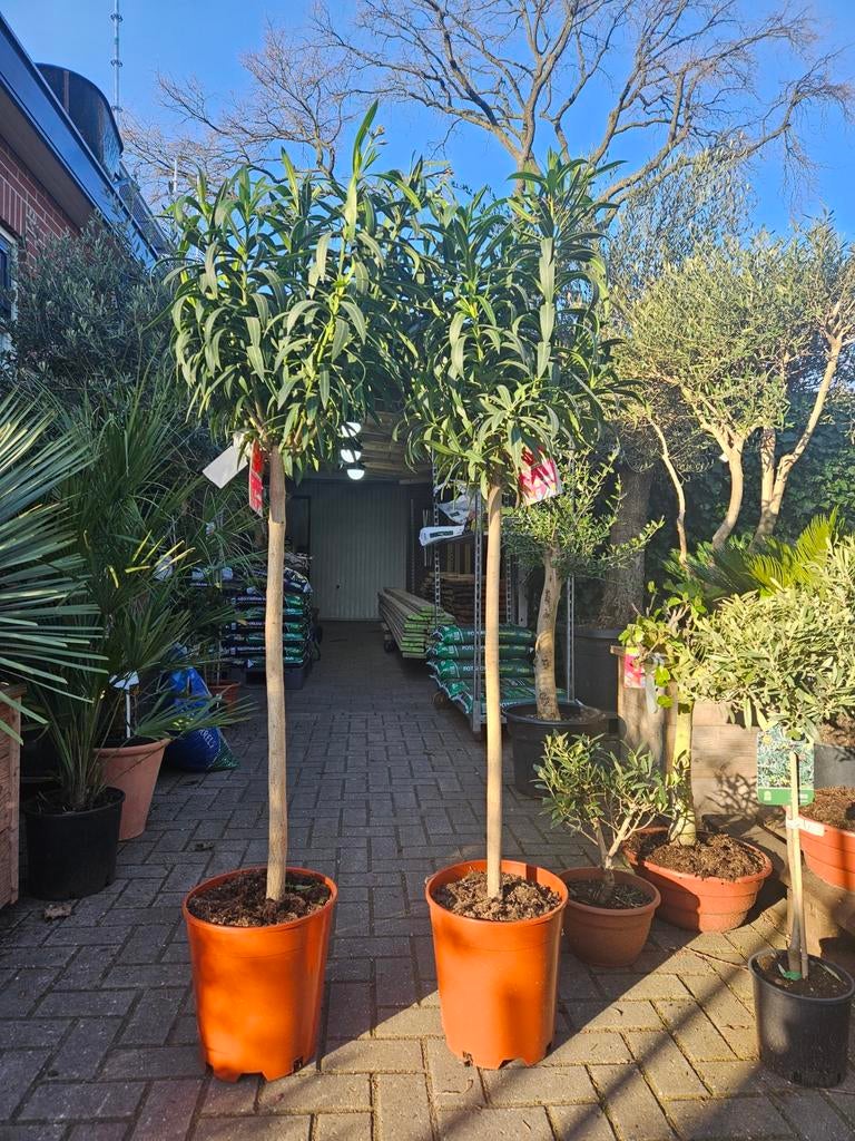 Olijfbomen | Palmbomen | Vijgbomen | Oleander, Tuin en Terras, Planten | Bomen, Volle zon, Ophalen of Verzenden, 100 tot 250 cm