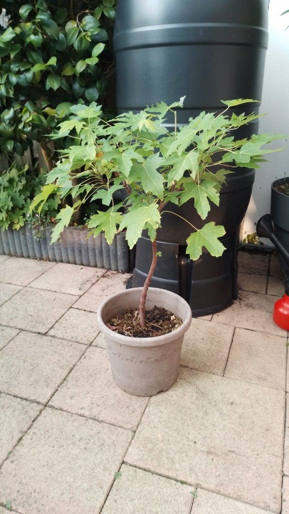 Acer Bonsai, Vaste plant, Bloeit niet, Halfschaduw, Ophalen
