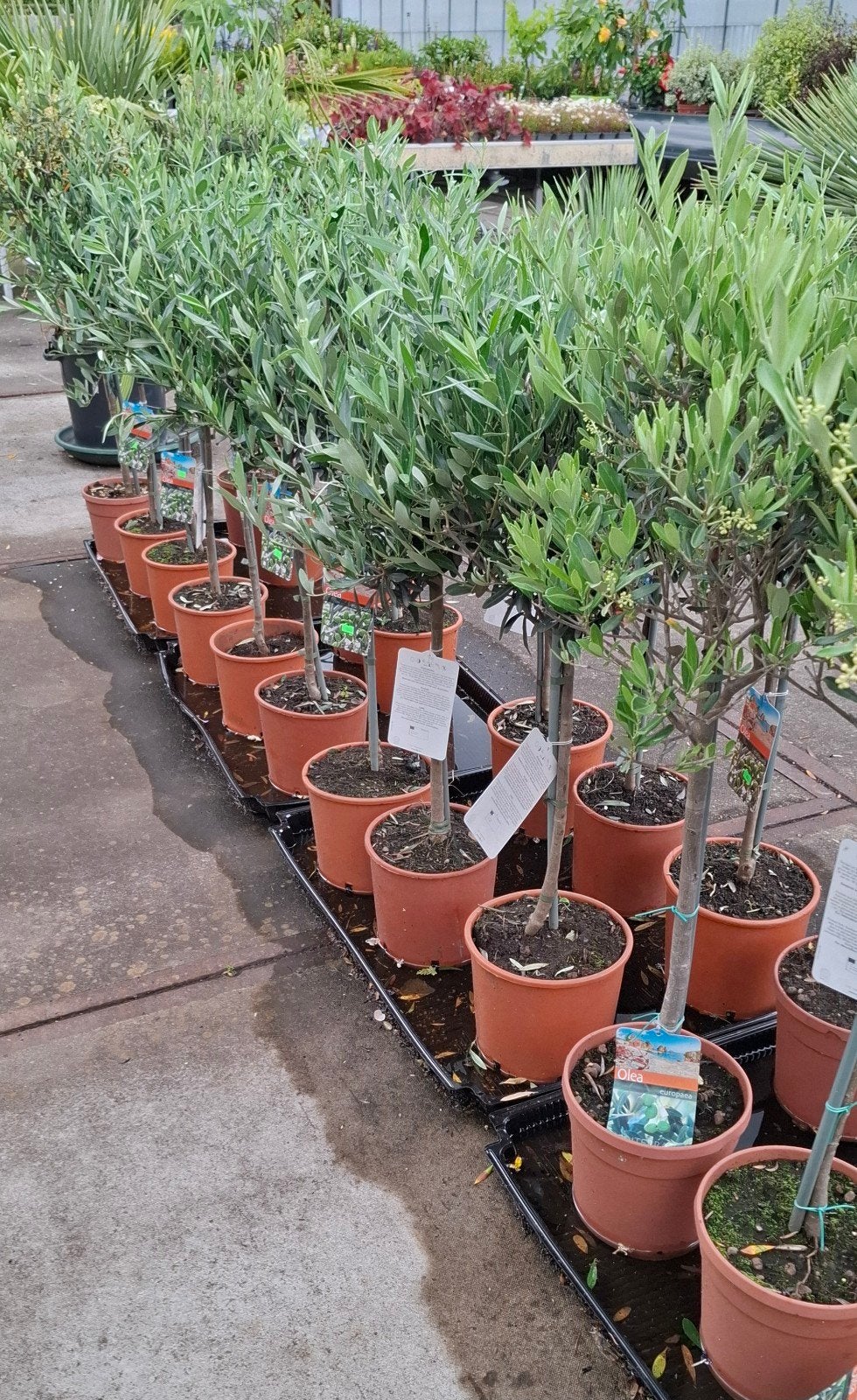 Olijfbomen olea op stam., Tuin en Terras, Ophalen, Overige soorten, Volle zon