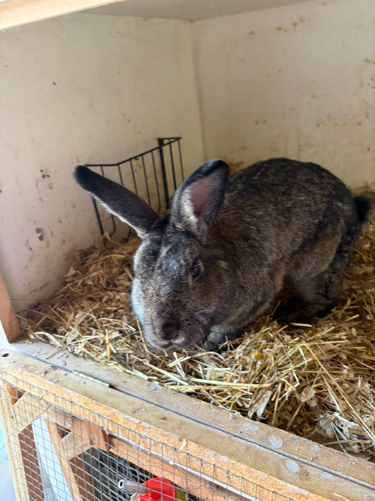 Mannetjes dwergkonijntjes, Dieren en Toebehoren, Mannelijk, Dwerg