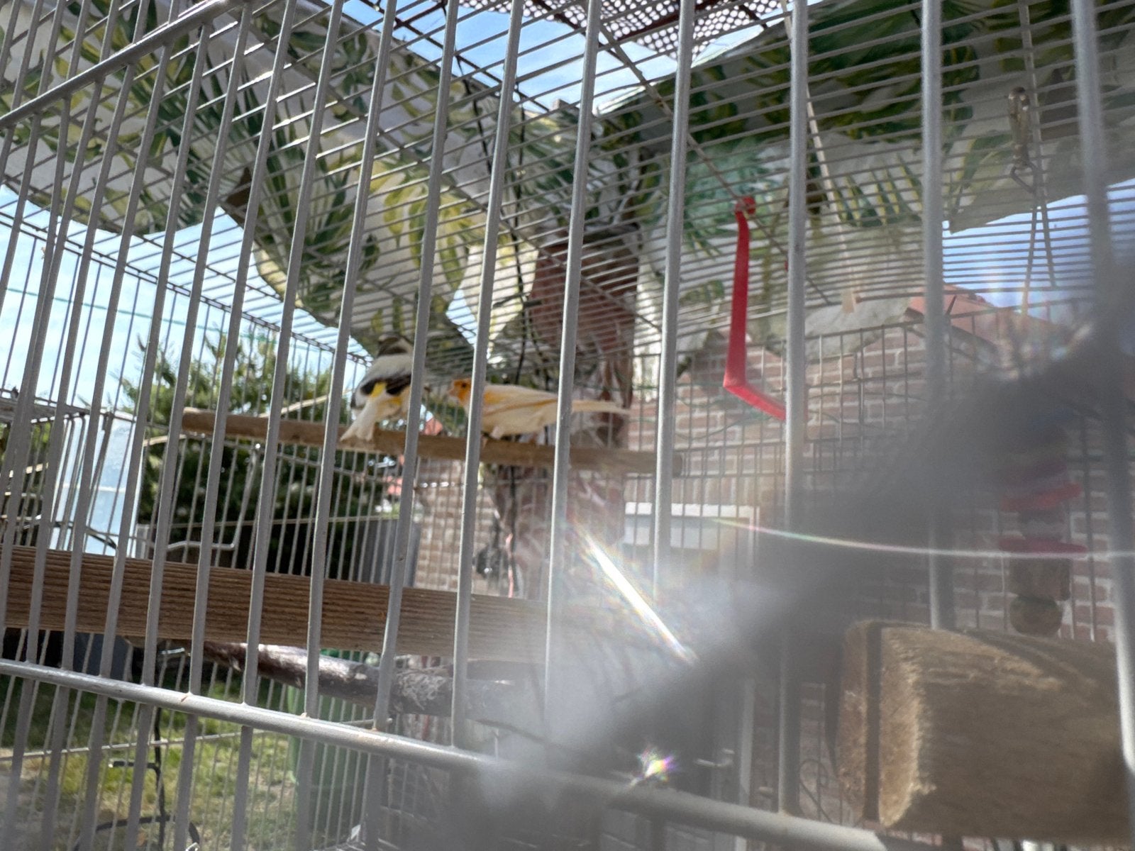 2, Meerdere dieren
