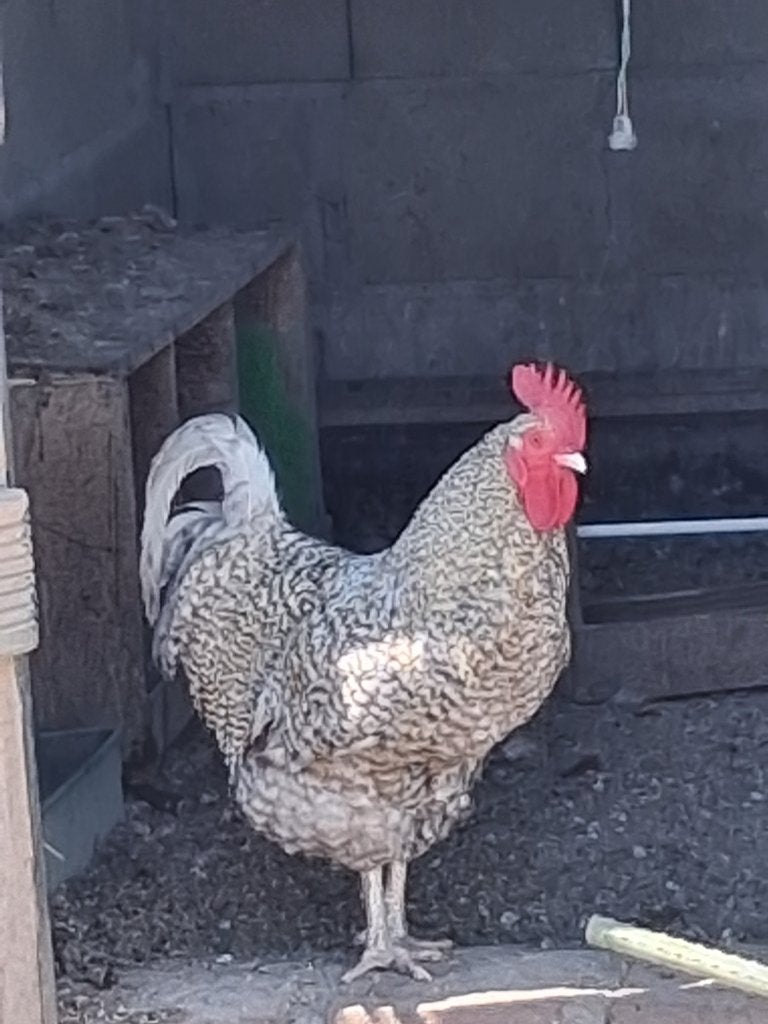 Noord Hollandse haan, 1 jaar oud, Dieren en Toebehoren, Pluimvee, Mannelijk, Kip