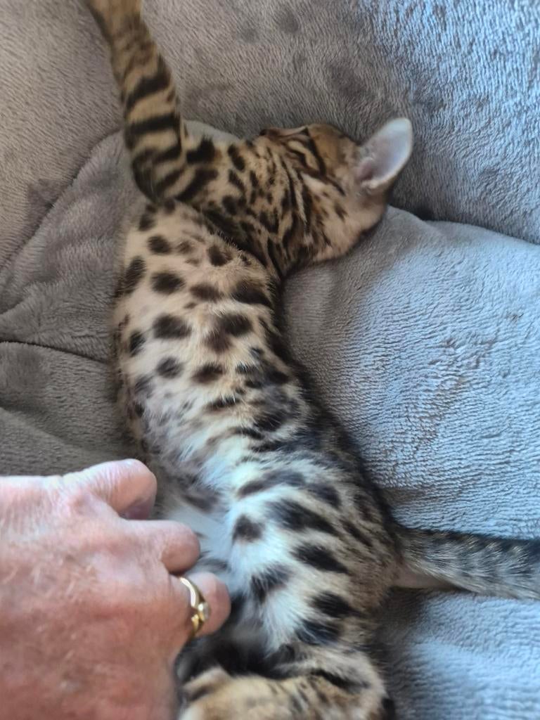 Bengaalse kitten (katertje) mag verhuizen..., Dieren en Toebehoren, Katten en Kittens | Raskatten | Korthaar, Meerdere dieren