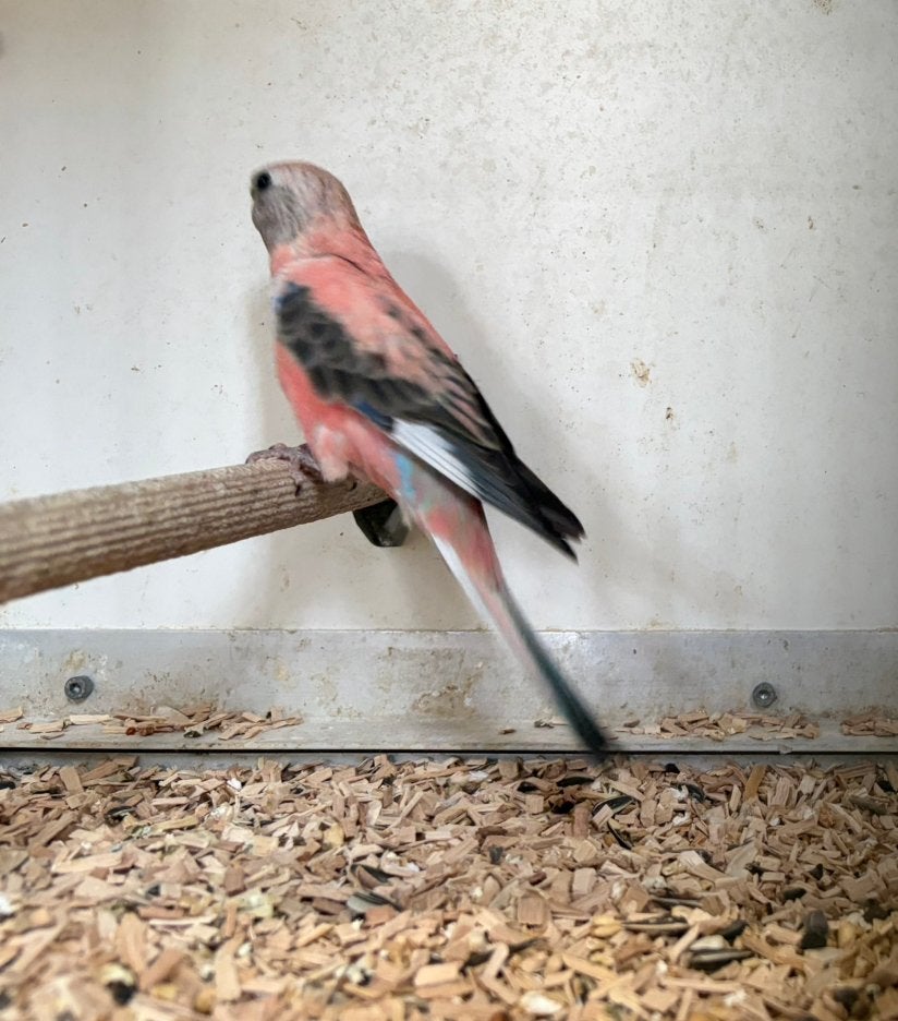 Jonge roze bourkes parkiet . 10 wk