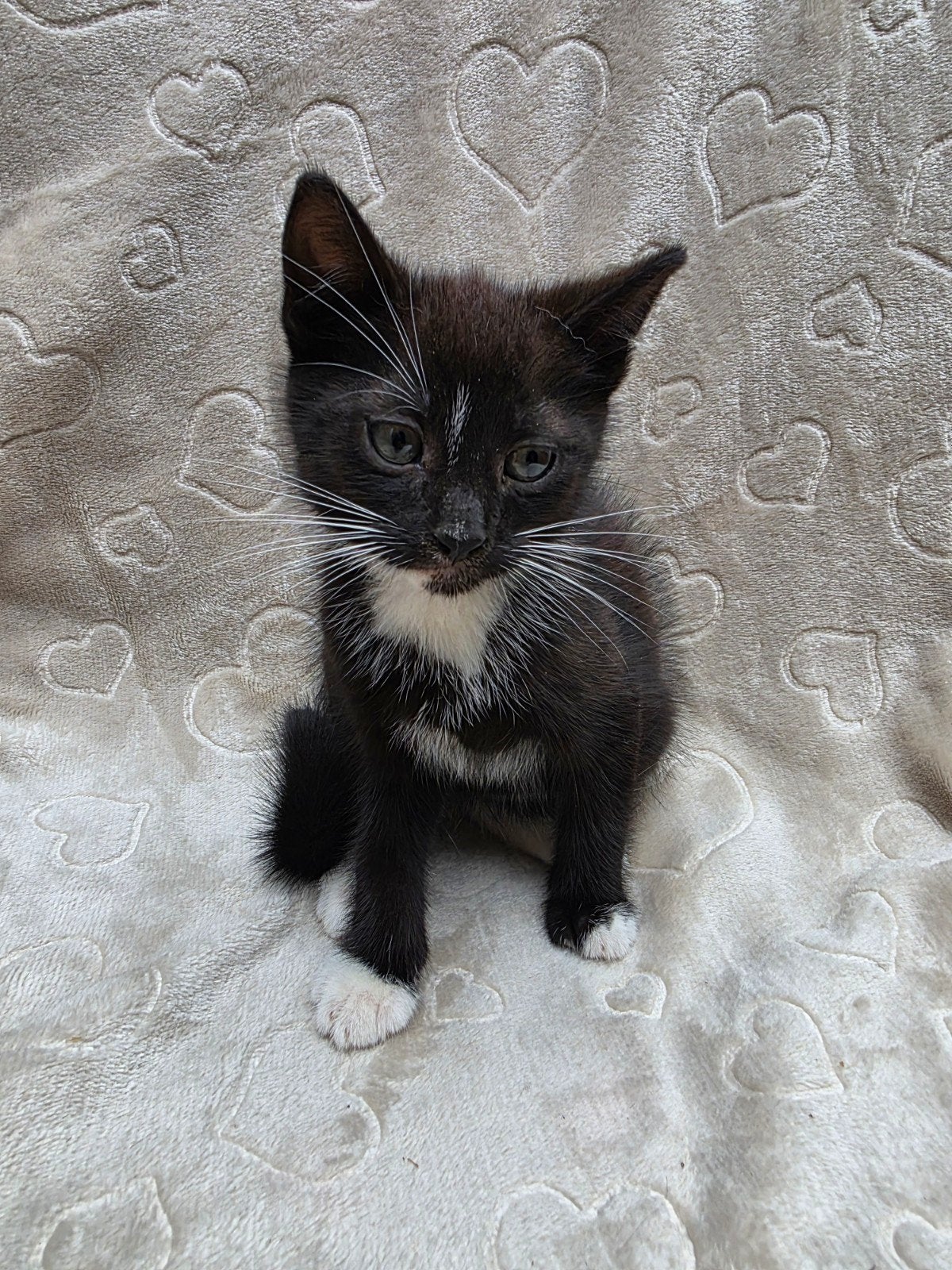 Kittens, Meerdere dieren