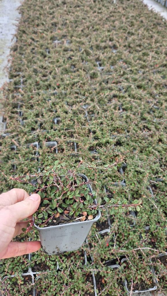 Cotoneaster Streibs Findling - dwergmispel - goedkoop, Tuin en Terras, Planten | Tuinplanten, Ophalen of Verzenden, Overige soorten